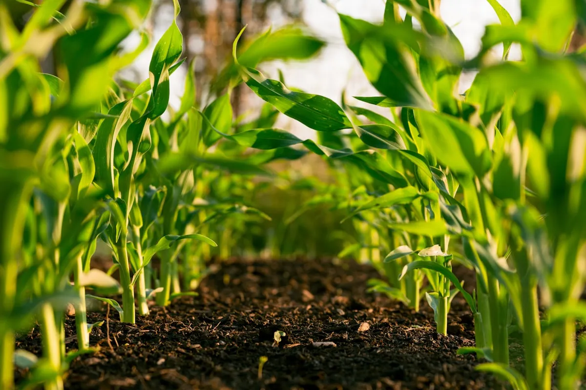 Sustainable farm growth and development